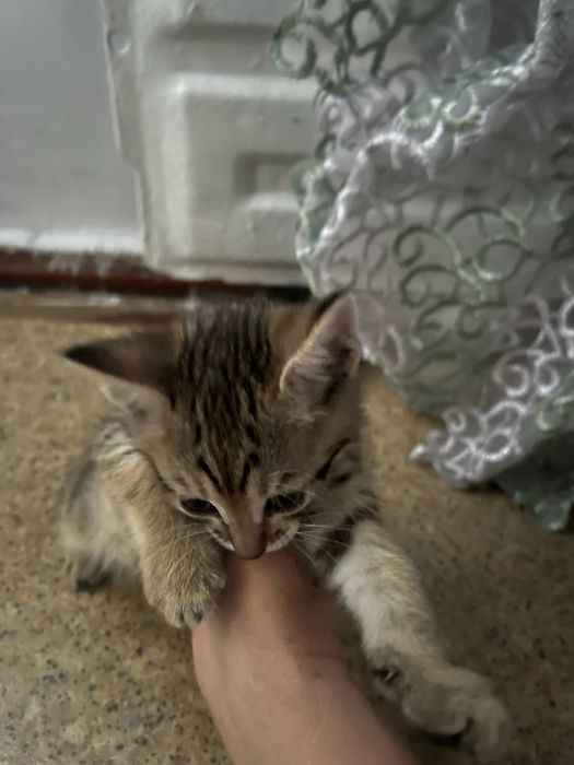 отдам котят 2 мальчика 2 девочки