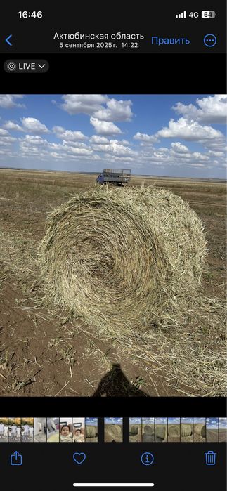 Продам суданку этого года укос