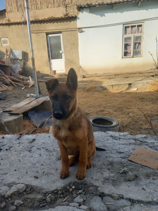 Nemis Afcharkasi soğlom