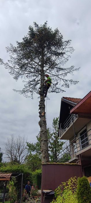 Безопасно Рязане На Опасни Дървета гр. Русе