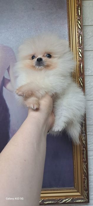 Продам шпица малчика