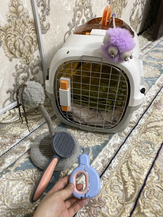 Породистая кошка