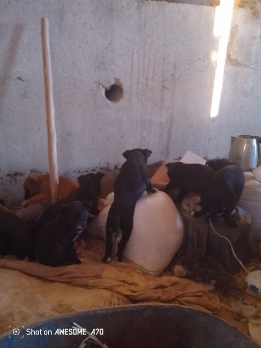 Stafa_bolalari sotiladi