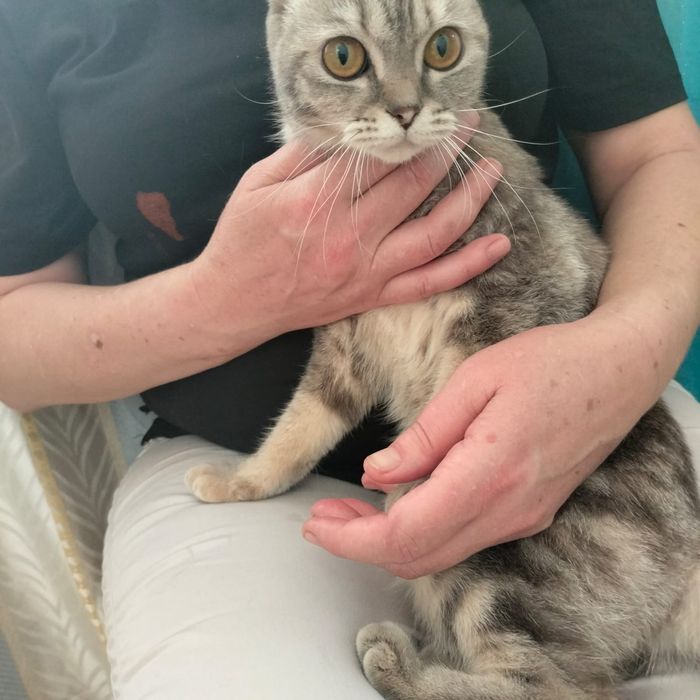 Шотландская вислоухая кошка