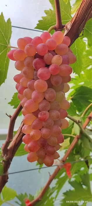 Căpșunică , Ananas , Nohan Și Frăguță anul 3 de vegetație