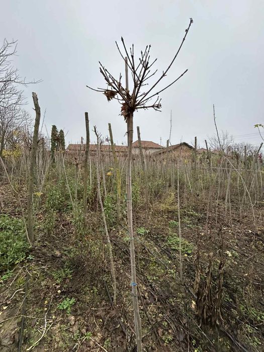 Кълбовиден шестил