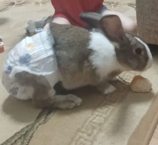 Продам кролика живого