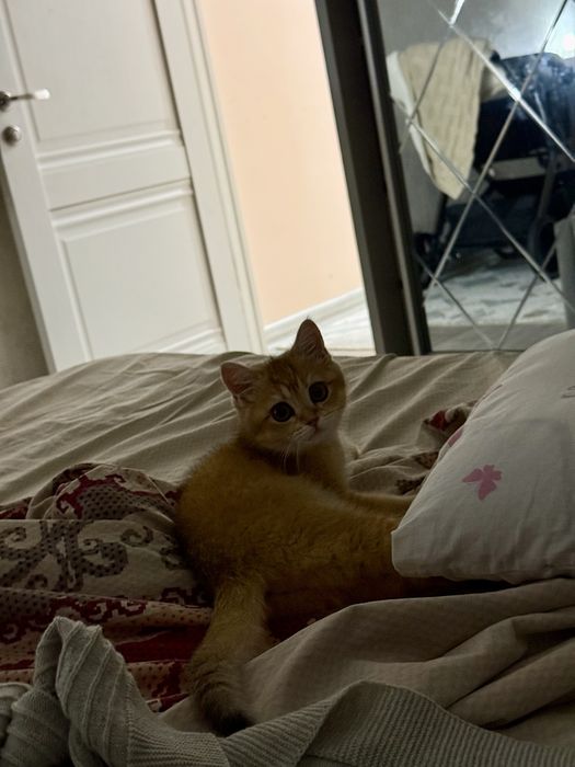 Котенок золотая шиншилла