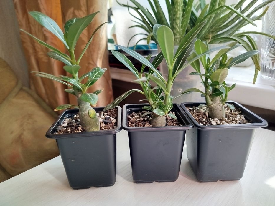 Адениум цветок пустыни