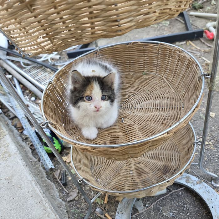 Котята в добрые руки.