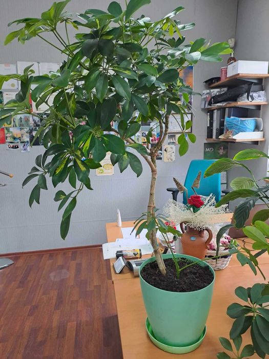 Шефлера -10 годишна