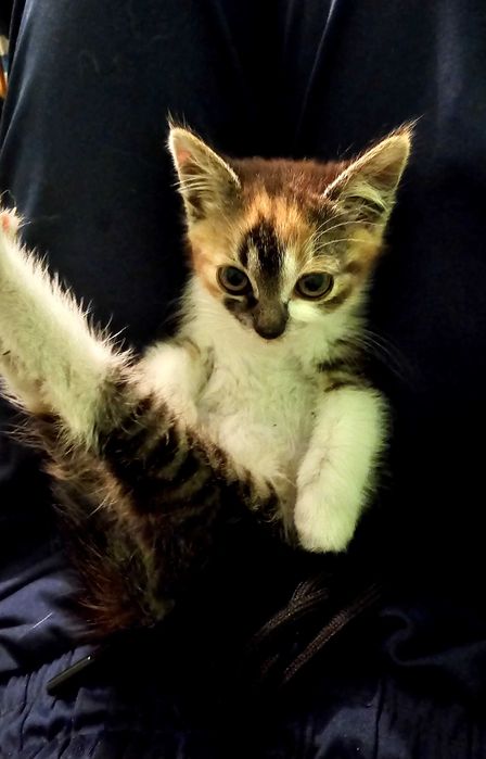 PetSitter/Cazare/Bona de animale Brașov