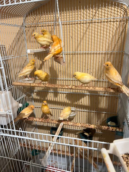 Canari cauta casa noua