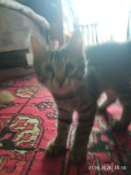 Котята бесплатно