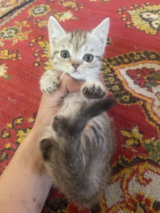 Mushuklar sotiladi