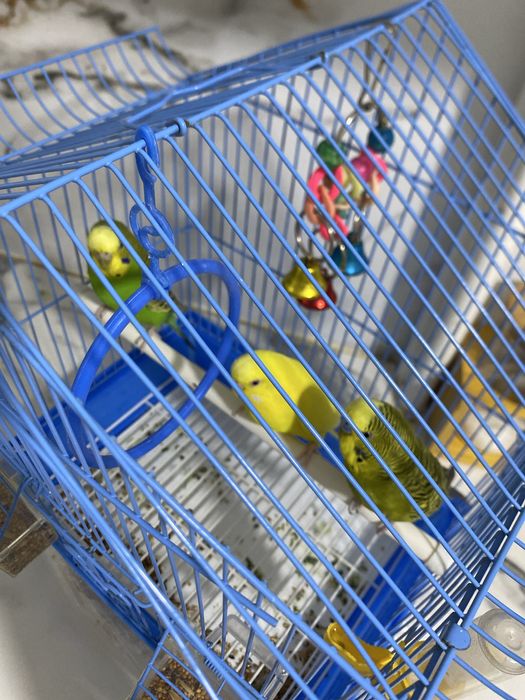 Продается попугай