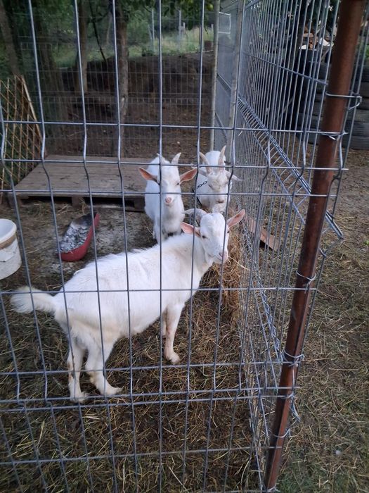 Iezi pentru sacrificat