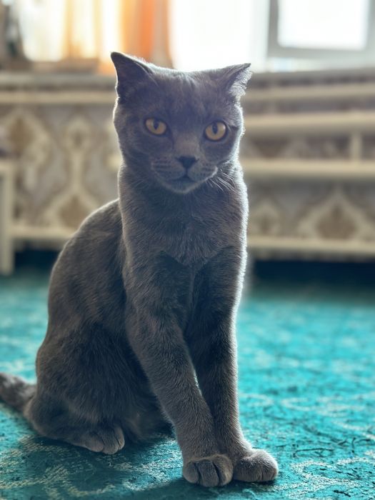 Mushuk shvesarski parodya ,1-yoshda xomlador