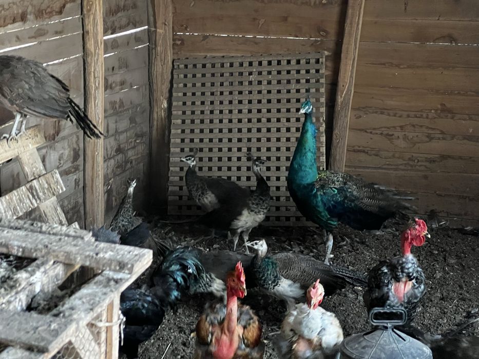 Паун индийски, чернокрили