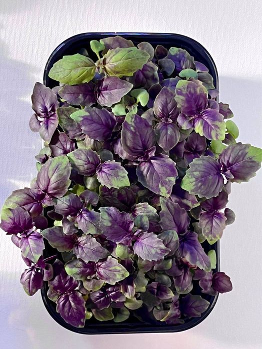 Микрозелень Щучинск