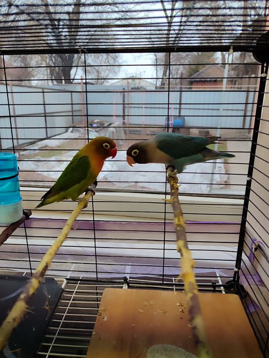 Неразлучники фишер . пара