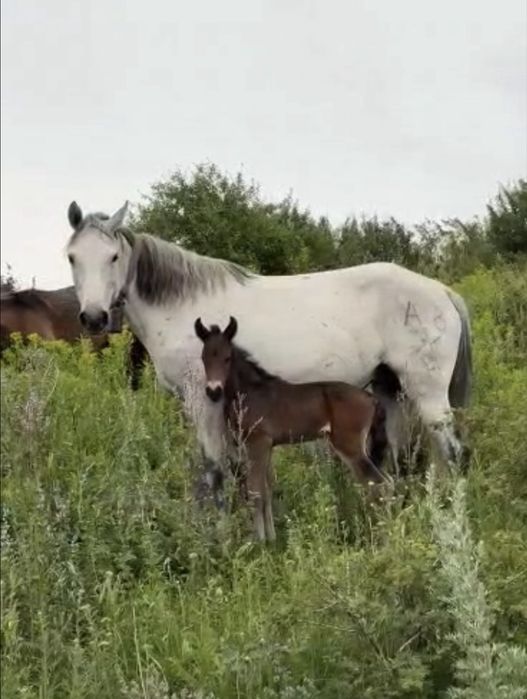 Продам кобылу с жеребенком