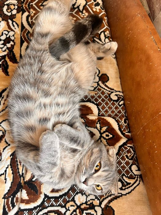 Отдам в добрые руки