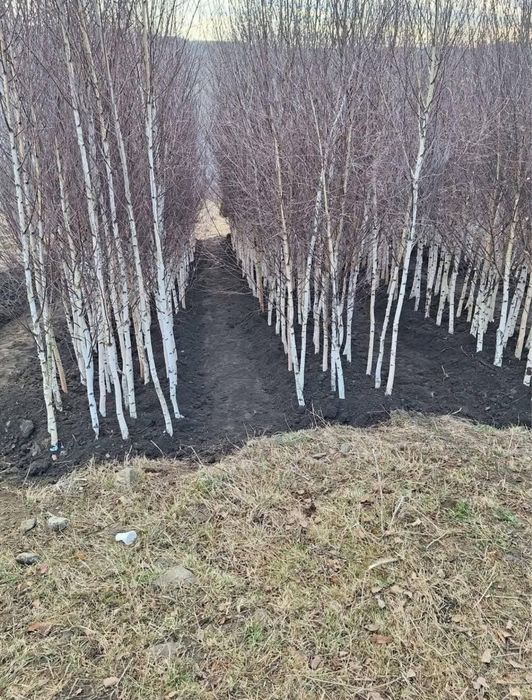 Copaci Tei Platan Mesteacan catalpa