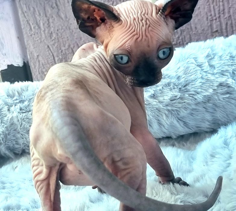 Котенца, канадски сфинкс