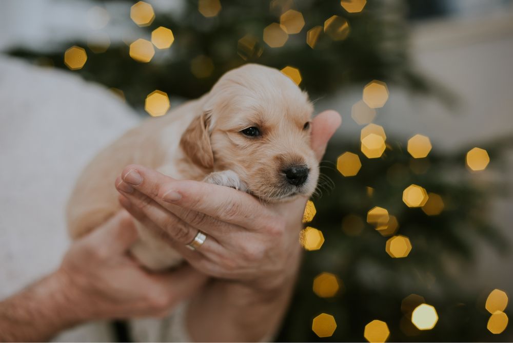 Pui Golden Retriever