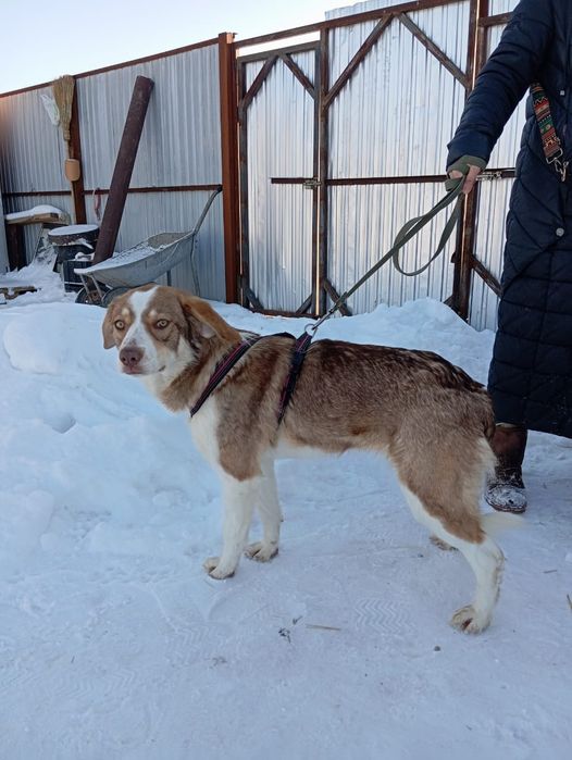 Красивая собака ищет дом