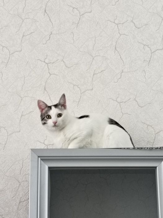 Отдам котенока бесплатно