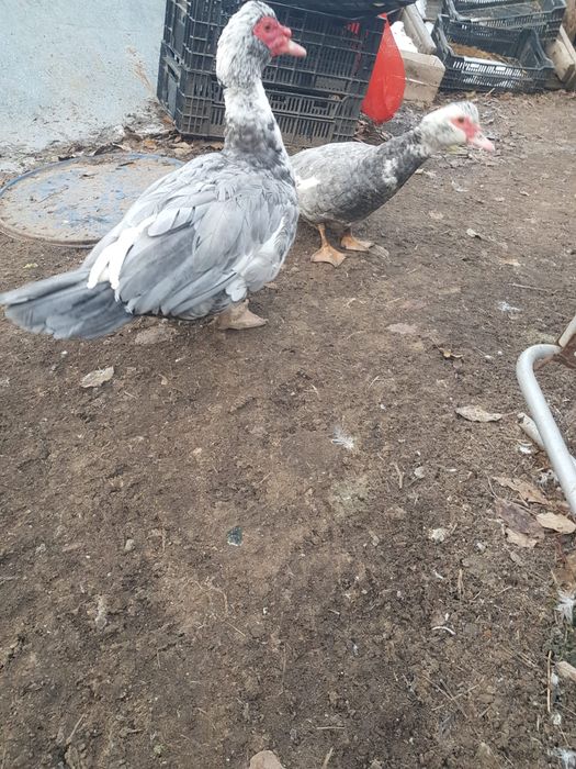 Продам  индауток