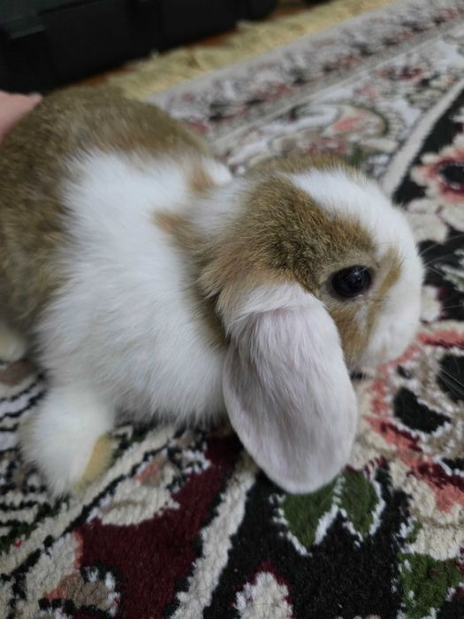 Кролик декоративная  Quyon karlik baran