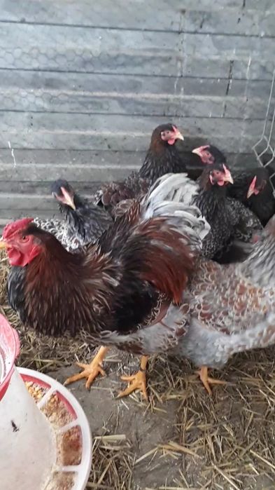 Ouă pentru incubat.