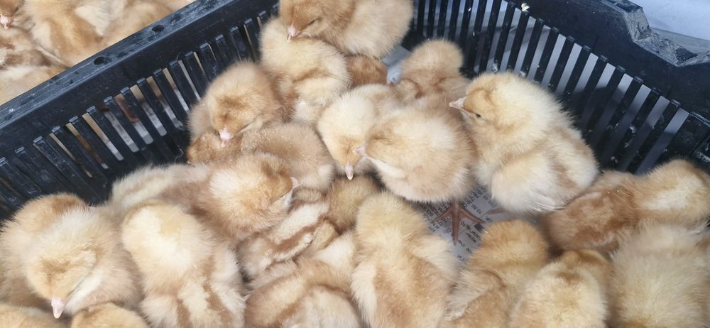 Курочки ломан браун