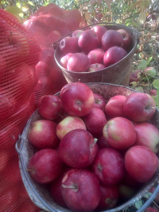 Продам срочно дача