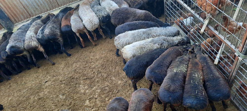 семиз токты тусак кой кошкар сатылады