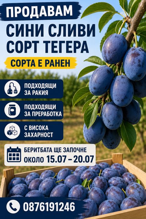Синя слива сорт тегера