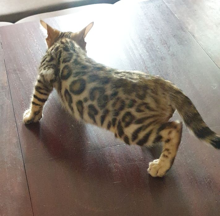 Бенгальские котята