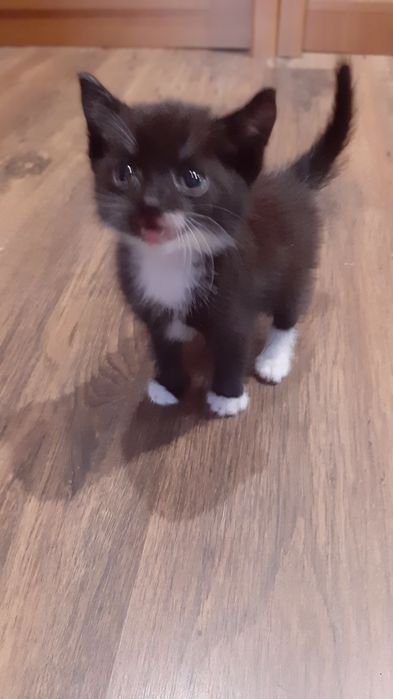 Котята , маленькие и красивые !