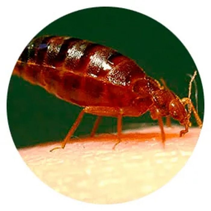 Дезинфекция (dezinfeksiya)дезинфекция Самарканд ш.