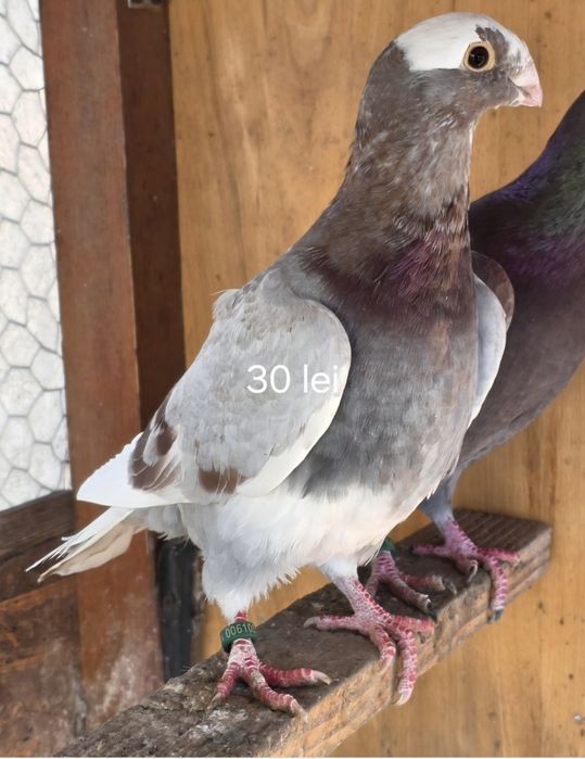 Porumbei  la  oferta