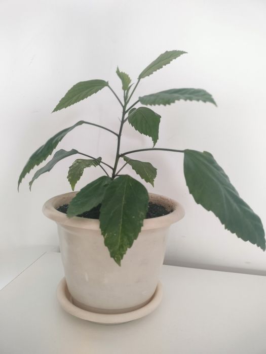 Гибискус. Китайская роза.