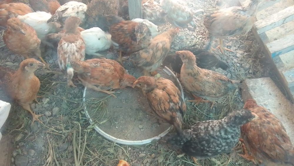 Продам домашних цыплят