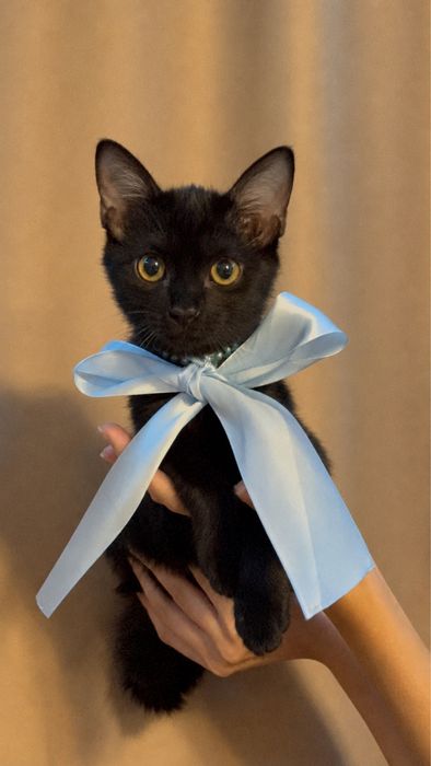 котенок ищет семью