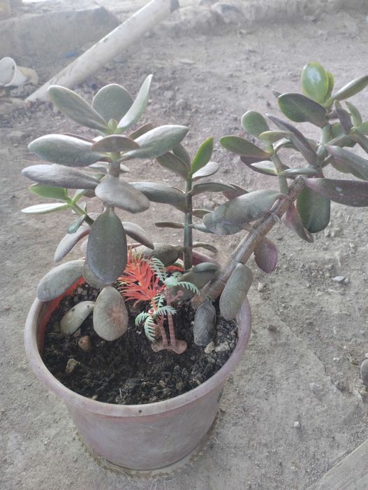 Цветы домашние для дома