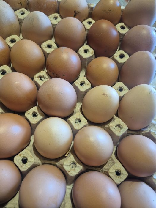 Oua proaspete de vânzare