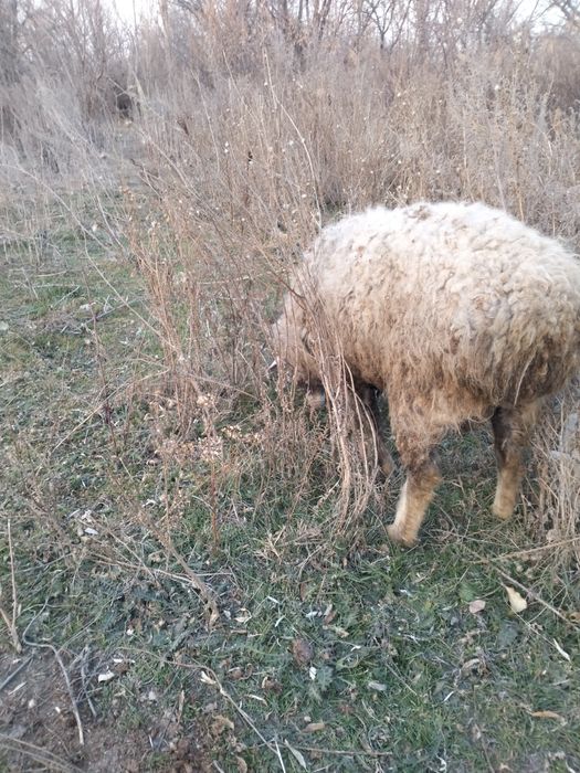 Қошқар екі жасар