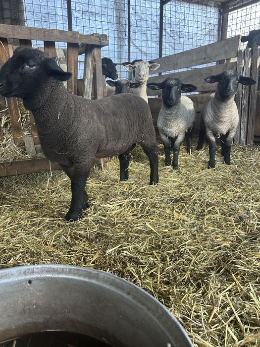 Mielute si berbecuti suffolk